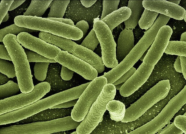 bacteria for microbiome diversity